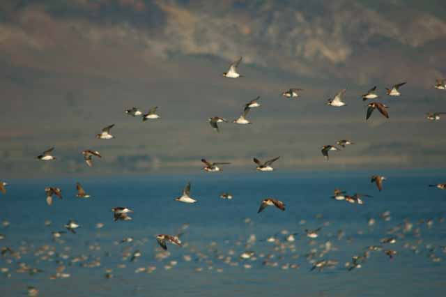 Mono Lake